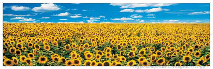 Quadro Stampa ANTHEA IMAGES A Sunflower Field in Provence EC14545 - Prezzo web